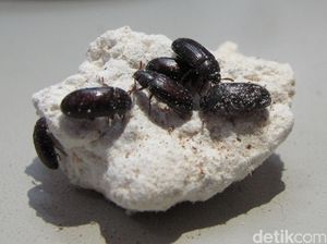 Manfaat Semut Jepang, dari Obat Asam Urat hingga Stroke