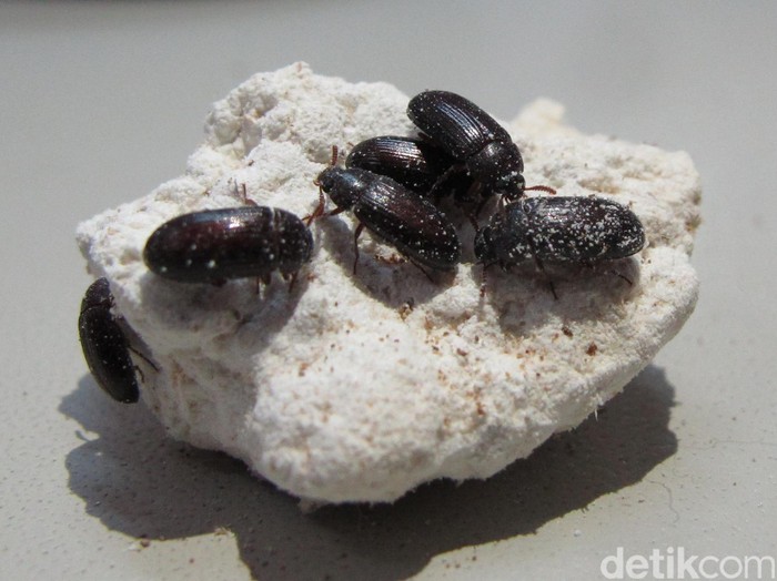Foto: uyung/Manfaat Semut Jepang, dari Obat Asam Urat hingga Stroke