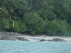 Pelajar di Nabire Digigit Hiu saat Mandi di Pantai, Tangannya Hampir Putus
