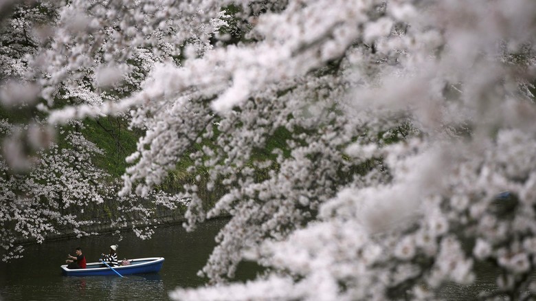 Ahok Mau Ke Jepang Ini Jadwal Mekar Sakura Tahun Ini