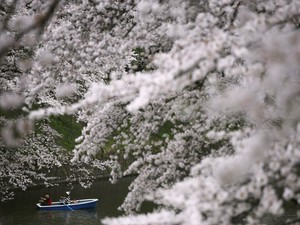 Ahok Mau ke Jepang? Ini Jadwal Mekar Sakura Tahun Ini
