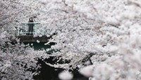 Tahun ini, bunga Sakura akan mekar lebih awal di Jepang. Apabila biasanya sakura mekar pada bulan April, maka tahun ini jadwalnya maju jadi bulan Maret menurut Perusahaan Meteorologi Jepang (Pool)
