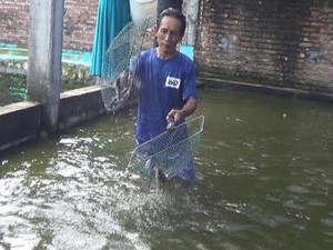 Warga Lamongan ini Sukses Budidaya Ikan Gabus