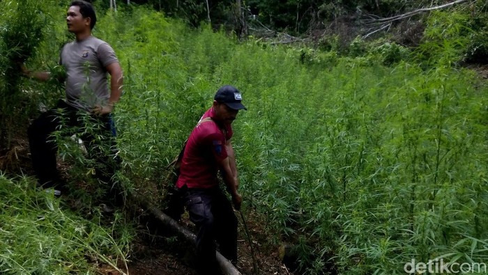 Polisi Temukan Ladang Ganja 3 Hektare di Madina Sumut