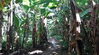 Ongkos parkir motor Rp 5 ribu dan juga berjalan kaki disarankan untuk menggunakan sepatu/sandal gunung atau sandal karena tanah yang licin (Yudhistira/detikTravel)