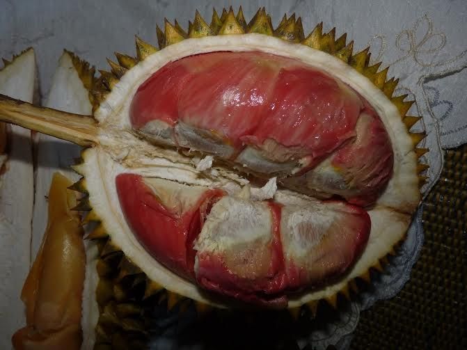 Buah durian merah