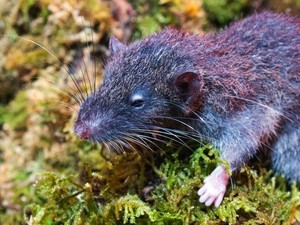 Tikus Akar, Spesies Baru yang Ditemukan di Gunung Gandang Dewata Sulawesi