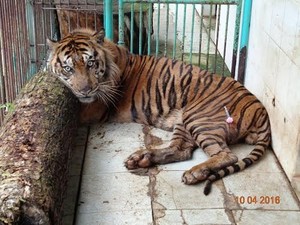 Rama, Harimau Sumatera Koleksi KBS Mati Akibat Sakit Jantung