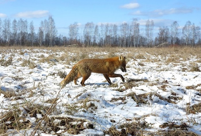 Potret Reaktor Chernobyl di Ukraina yang ditinggalkan
