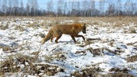 Seekor rubah menjelajah sendirian. Pemerintah Ukraina berencana menjadikan Chernobyl sebagai cagar alam terbesar di Eropa (Vasily Fedosenko/Reuters)