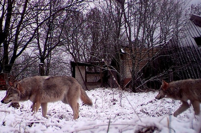 Potret Reaktor Chernobyl di Ukraina yang ditinggalkan