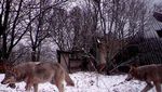 Dramatis, Bekas Reaktor Chernobyl di Ukraina Jadi Kerajaan Binatang