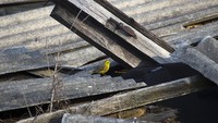 Burung yellowhammer di atap rumah yang rusak. Chernobyl kini menjadi rumah bagi binatang hingga pohon dan rumput liar. Biar lah Chernobyl menjadi bagian dari masa lalu (Vasily Fedosenko/Reuters)
