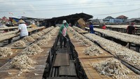 Ikan-ikan asin yang diproduksi di tempat ini akan didistribusikan ke wilayah Jakarta.