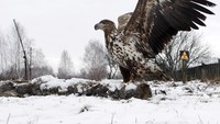 Seekor elang menerkam bangkai. Setelah ditinggalkan, kini Desa Dronki di Belarus yang tertapar radiasi menjadi kerajaan binatang liar (Vasily Fedosenko/Reuters)
