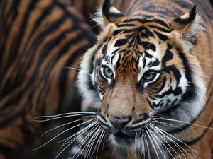 9 Hewan Terbesar dari Anggota Kucing, Harimau Nomor Satu?