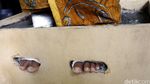 Aksi 9 Wanita Cor kaki Bertahan di LBH