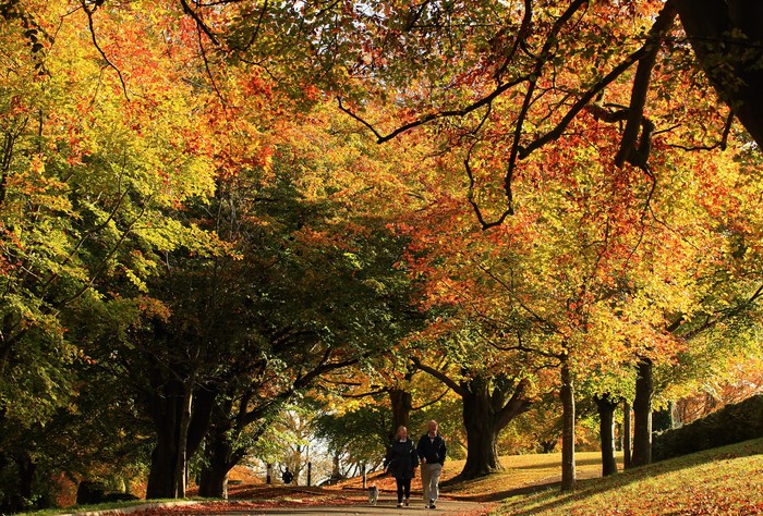 BATH, ENGLAND - NOVEMBER 01:  Walkers pass trees showing their autumn colours on November 1, 2011 in Bath, England. According to a number of nature watchers the autumn colours are currently reaching their peak following an unusually warm September and October which has led to trees holding onto their leaves longer than normal.  (Photo by Matt Cardy/Getty Images)