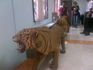 Dua Harimau Diawetkan Milik Mendagri Akan Digunakan Penelitian Mahasiswa