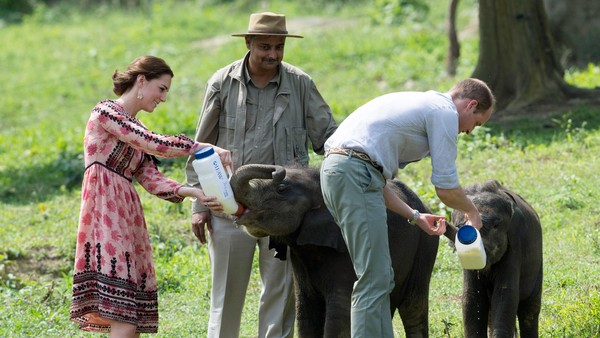 Momen William dan Kate Bersama Anak Gajah dan Badak di India