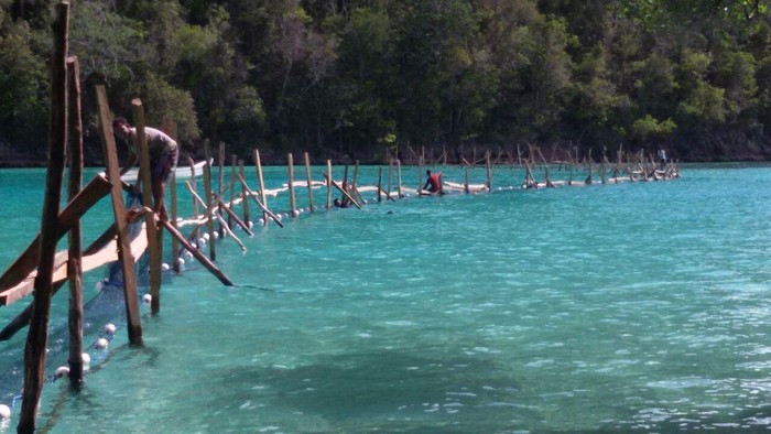 KKP Gandeng Asosiasi Kembangkan Budidaya Rumput Laut di RI