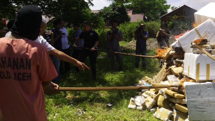 Polda Aceh Musnahkan 662 Kg Ganja