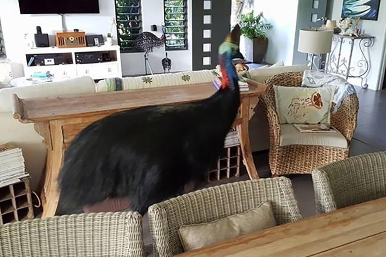 Seekor Burung Kasuari Nyasar Masuk Ke Dalam Rumah Di Queensland