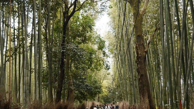Hutan bambu