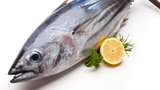 Wow! Peneliti IPB Sulap Jeroan Ikan Tuna Jadi Kosmetik Anti-penuaan Dini