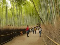 Arashiyama, hutan bambu yang terkenal di Kyoto (Kurnia/detikTravel)