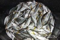Ini Dia 4 Ikan Air Tawar yang Cuma Ada di Indonesia