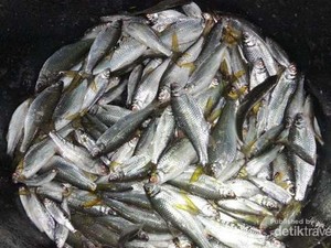 Rizal Ramli: Kebijakan Susi Positif, Tapi Harga Ikan Jadi Turun