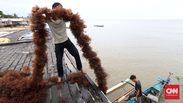 7 Kantong Plastik Alternatif, dari Singkong hingga Kulit Ikan