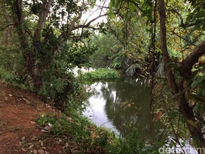 Menengok Habitat Asli Sarimin di Hutan Mangrove Muara Angke