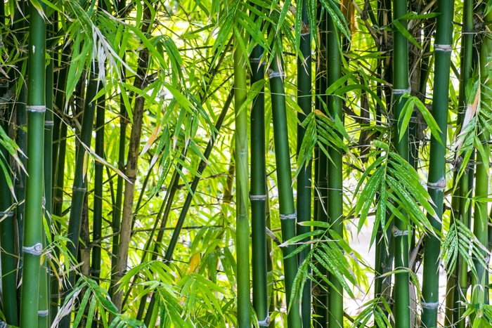 Ilustrasi Pohon Bambu