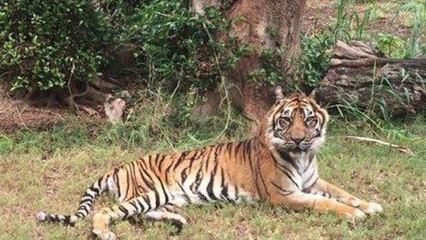 Harimau Sumatera bernama Djelita ini lahir di penangkaran, San Diego, pada tahun 1991. (Foto: The Honolulu Zoo)