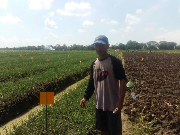 Ini Cara Kementan Kendalikan Harga Cabai dan Bawang Merah