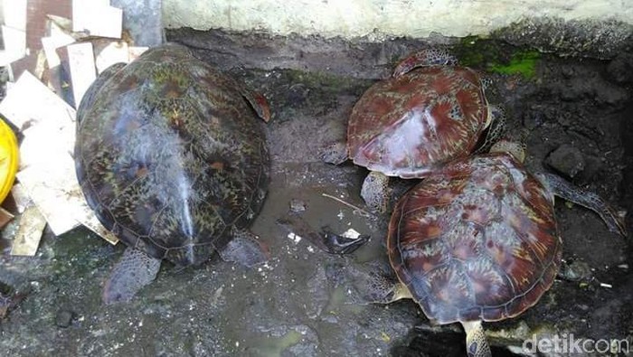 Polisi Tangkap Penjual Penyu Sisik di Manado