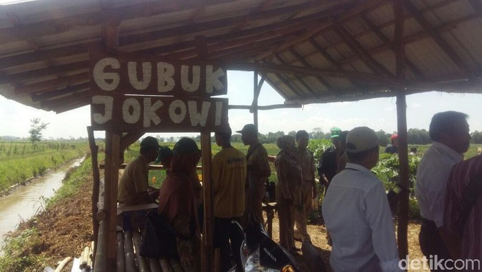 Ada Gubuk Jokowi di Sawah Desa Luwung Gede