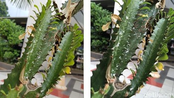 Memotret tanaman, jepretan kamera Galaxy S7 lebih terang dan tajam ketimbang iPhone SE. Foto: detikINET/afr