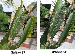 Adu Kamera iPhone SE vs Galaxy S7