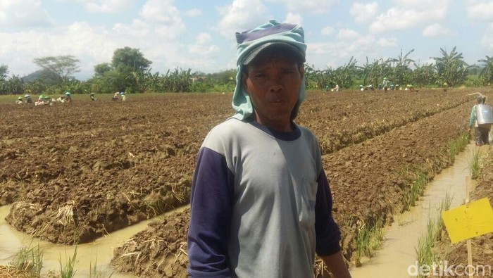 Petani Bawang di Brebes Mengaku Tak Tahu KUR Berbunga 9%