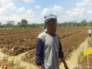 Petani Bawang di Brebes Mengaku Tak Tahu KUR Berbunga 9%