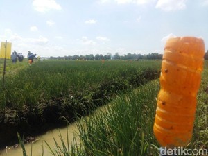 Petani Brebes Pakai Alat Sederhana Ini Berantas Hama Bawang Merah