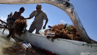 Rektor Universitas Darma Persada Dadang Solihin membantu nelayan menaikkan rumput laut. Seperti diketahui, Universitas Darma Persada bersama Mitsui & Co. Ltd dan Koperasi Cottoni Seriwe Lombok Timur bekerjasama mengembangkan pengolahan rumput laut menggunakan Solar Tunnel Driyer.