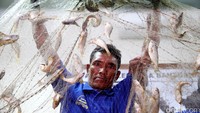 Seorang Nelayan menunjukan ikan hasil tangkapan mereka tampak masih terjaring di Jala ikan.