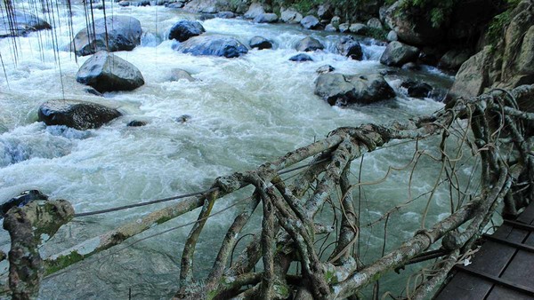 Dahulu jembatan ini dibuat dengan bahan bambu oleh warga untuk menghubungkan kedua kampung. Namun seiring dengan berjalannya waktu, perlahan akar pohon beringin menggeliyat dan mengeras di jembatan tersebut (Randy/detikTravel) Dahulu jembatan ini dibuat dengan bahan bambu oleh warga untuk menghubungkan kedua kampung. Namun seiring dengan berjalannya waktu, perlahan akar pohon beringin menggeliyat dan mengeras di jembatan tersebut (Randy/detikTravel)