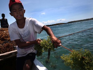 Memanfaatkan Kekayaan Laut untuk Cari Bahan Baku Obat, Mungkinkah?