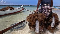 Rumput laut yang dipanen harus sudah memasuki umur panen sebagaimana yang dipersyaratkan industri, yaitu 40-45 hari dengan pencapaian berat rumput laut minimal 4 kali lipat dari bibit awal.