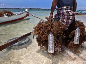 KKP Kumpul Bareng Pengusaha Bahas Bisnis Rumput Laut